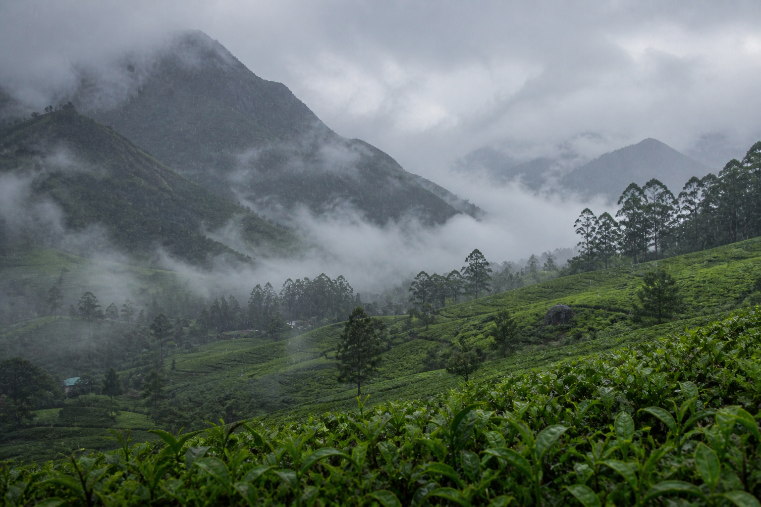 Monsoon Munnar